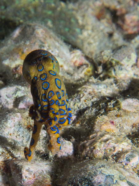 Greater Blue-ringed Octopus