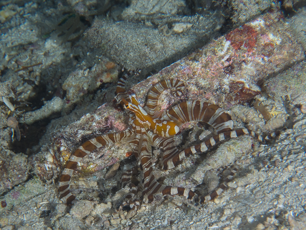 Wunderpus