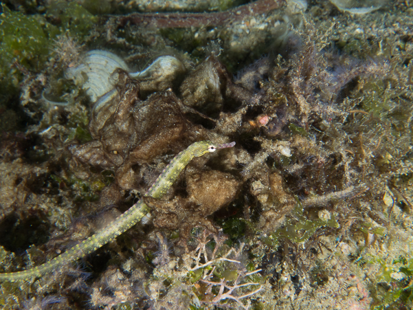 Network Pipefish