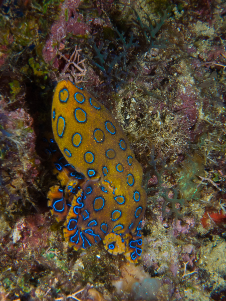 Greater Blue-ringed Octopus