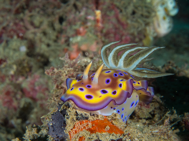 Kunie's Chromodoris Nudibranch