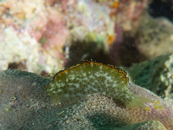 Ornate Sapsucking Slug