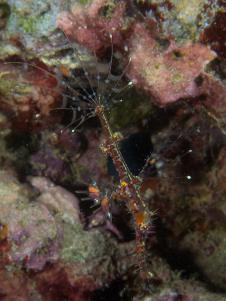 Ornate Ghost Pipefish (juvenile)