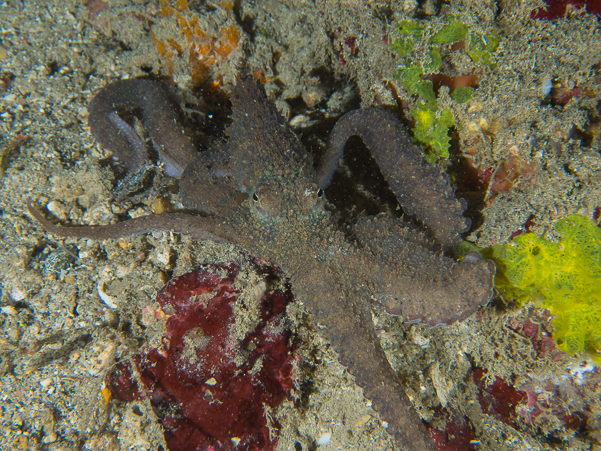 Algae Octopus