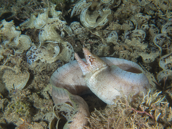 Barred-fin Moray