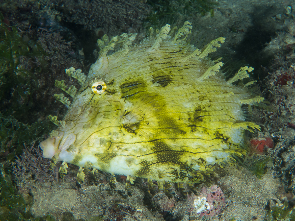 Leafy Filefish