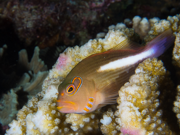 Arc-eye Hawkfish