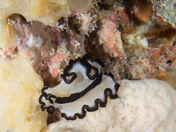 Pseudoceros sp. 16 Nudibranch