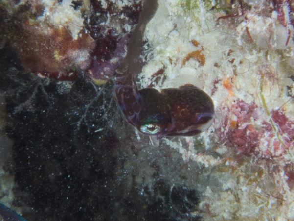 Berry's Bobtail Squid