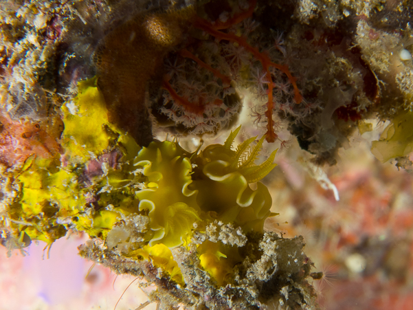 Saffron Noumea Nudibranch