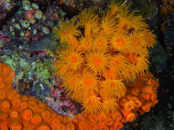 Yellow Corals