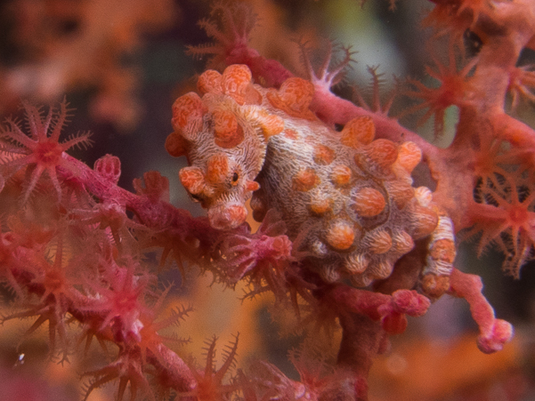 Bargibanti Pygmy Seahorse