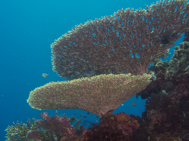 Magnificent coral formations