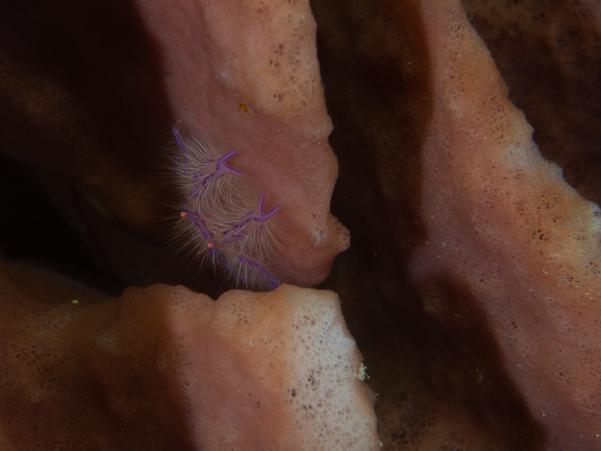 Hairy Squat Lobster