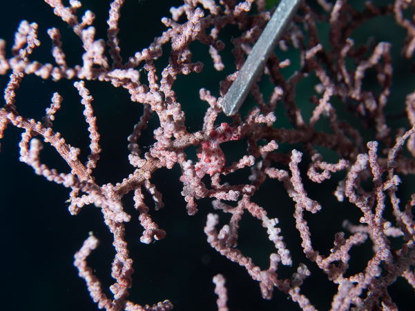 Bargibanti Pygmy Seahorse
