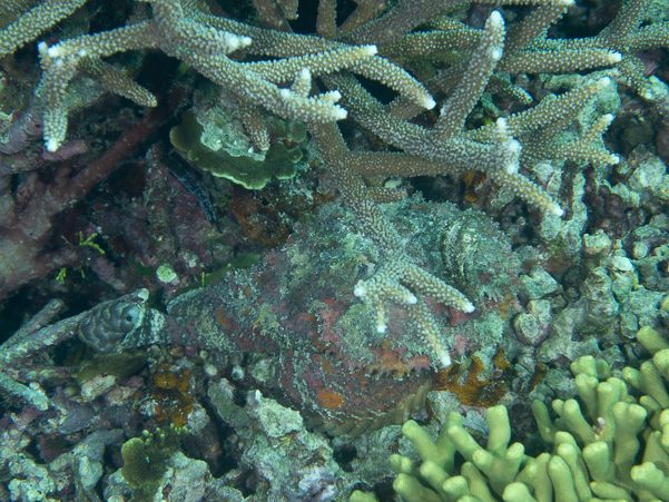 Reef Stonefish
