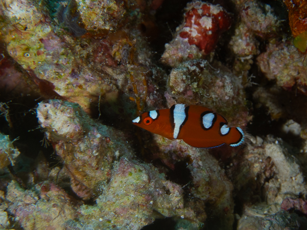 Juvenile Yellowtail Coris