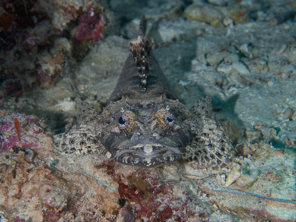 Crocodile Flathead