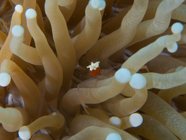 Mushroom Coral Shrimp