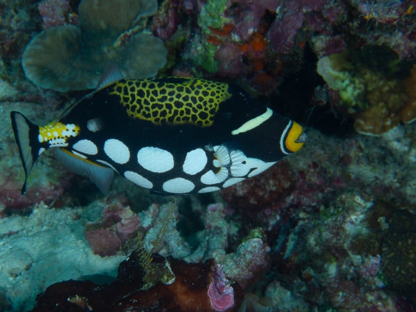 Clown Triggerfish