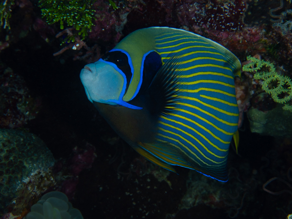 Emperor Angelfish