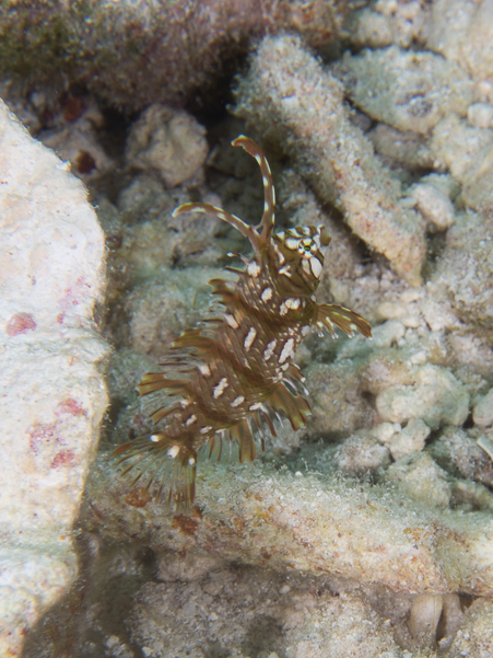Juvenile Rockmover Wrasse