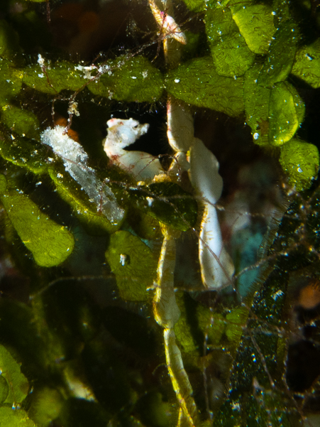 Pontoh's Pygmy Seahorse