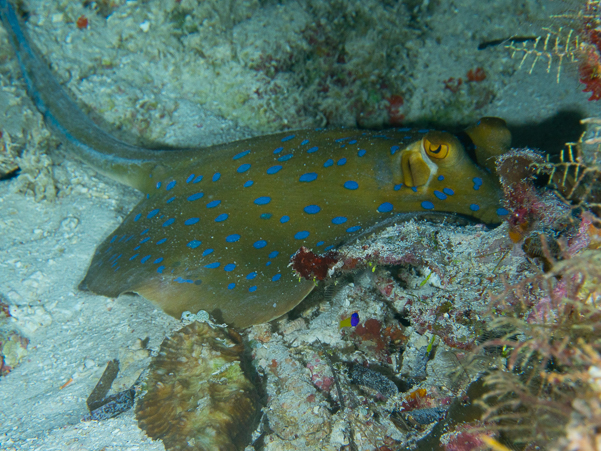 Blue-Spotted Stingray