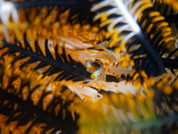 Baba's Crinoid Squat Lobster