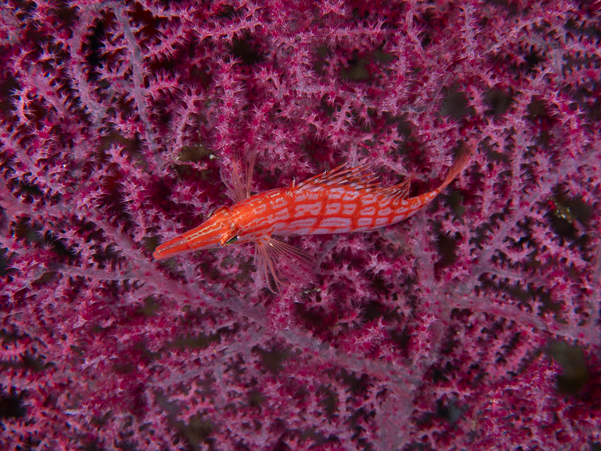 Longnose Hawkfish