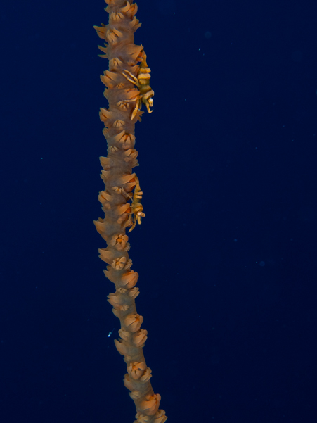 Anker's Whip Coral Shrimp