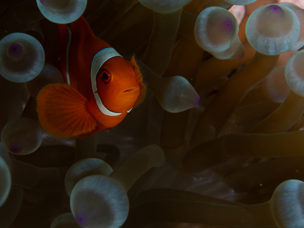 Spinecheek Anemonefish