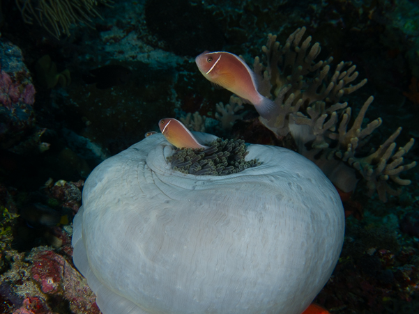 Pink Anemonefish