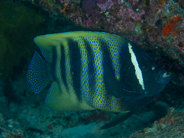 Six-banded Angelfish