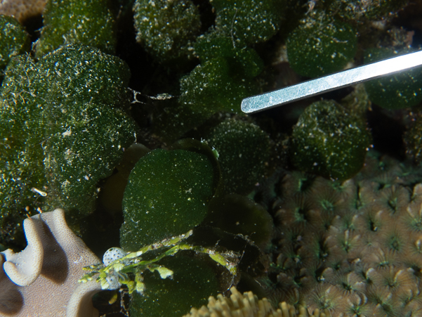 Andhy found these two little ones