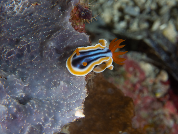 Magnificent Chromodoris
