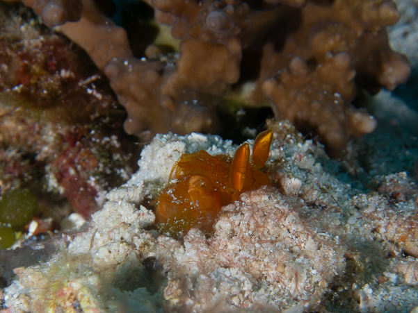 Golden Mantis Shrimp