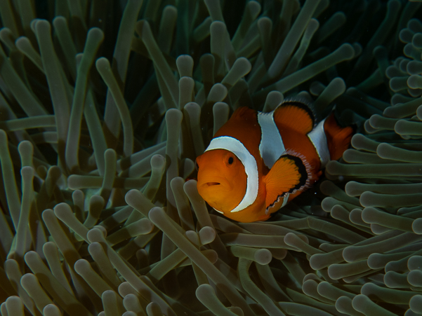 False Clown Anemonefish