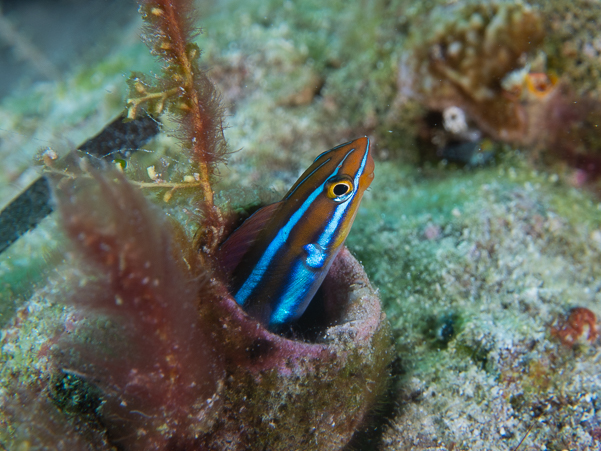 Bluestriped Fangblenny