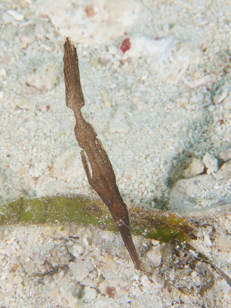 Robust Ghost Pipefish