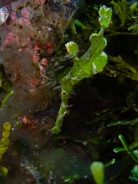 Halimeda Ghost Pipefish