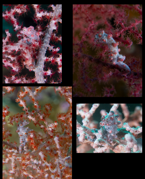Bargibanti Pygmy Seahorse