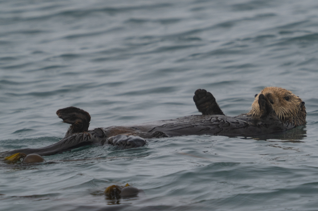 Otter