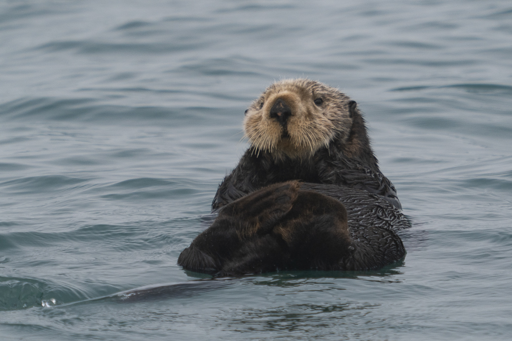 Otter