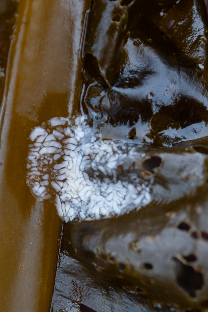 Opalescent Nudibranch eggs