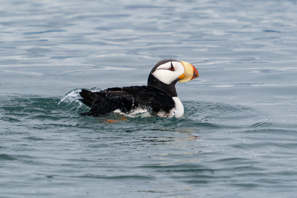 Horned Puffin