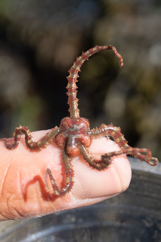 Brittle Star