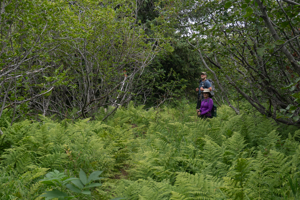 Alpine Ridge Trail